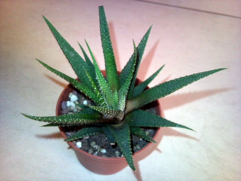 Haworthia  