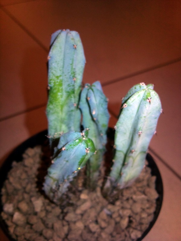 Myrtillocactus geometrizans 