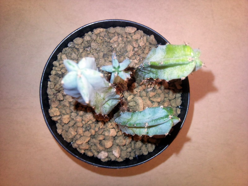 Myrtillocactus geometrizans 