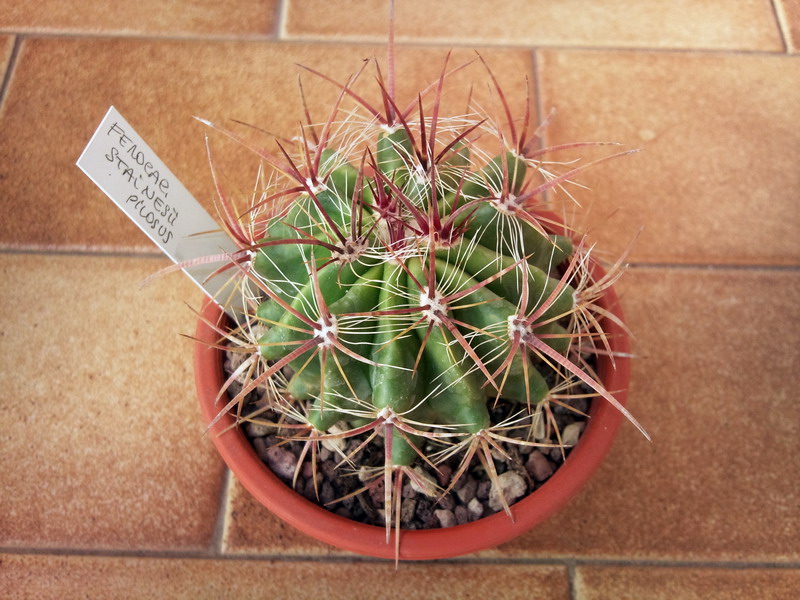 Ferocactus stainesii v. pilosus 