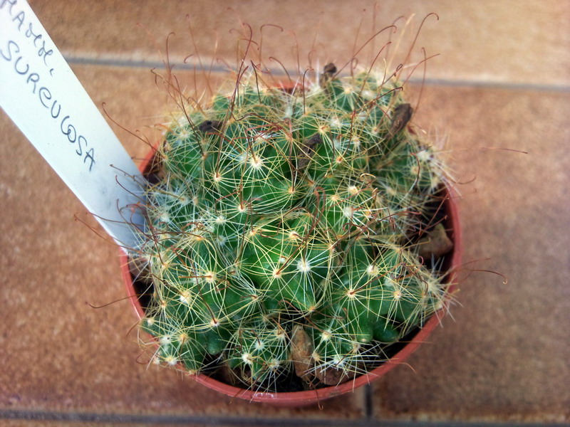 Mammillaria surculosa 