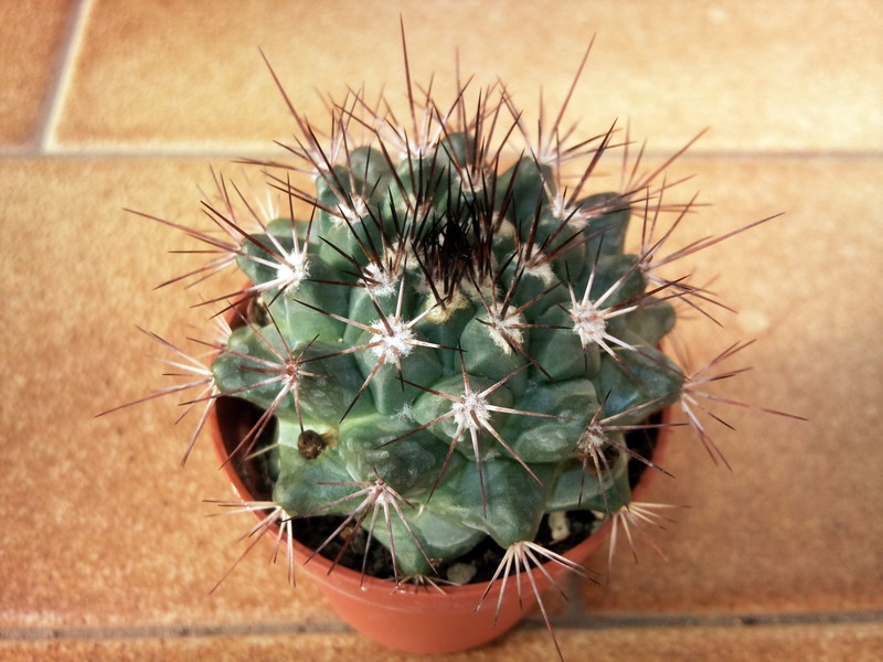 Mammillaria melanocentra 