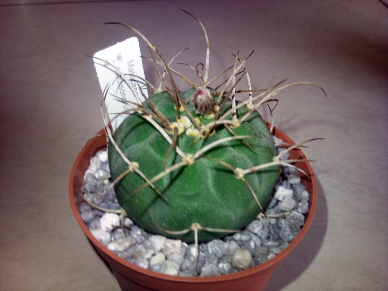 Matucana madisoniorum 