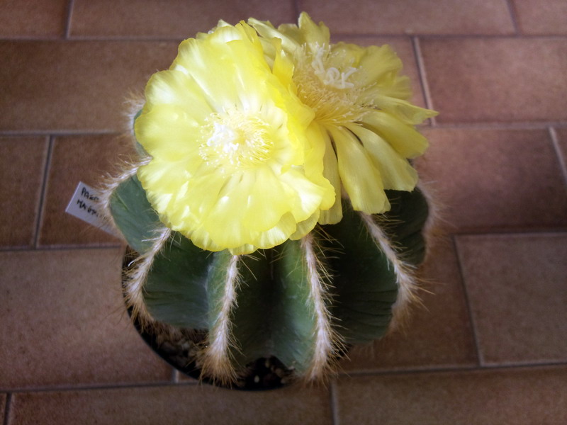 Parodia magnifica 