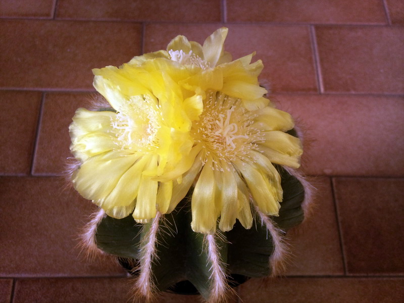 Parodia magnifica 