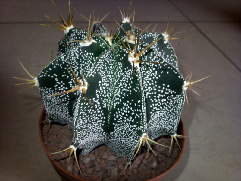 Astrophytum ornatum 