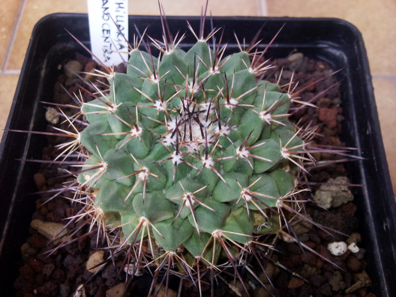 Mammillaria melanocentra 