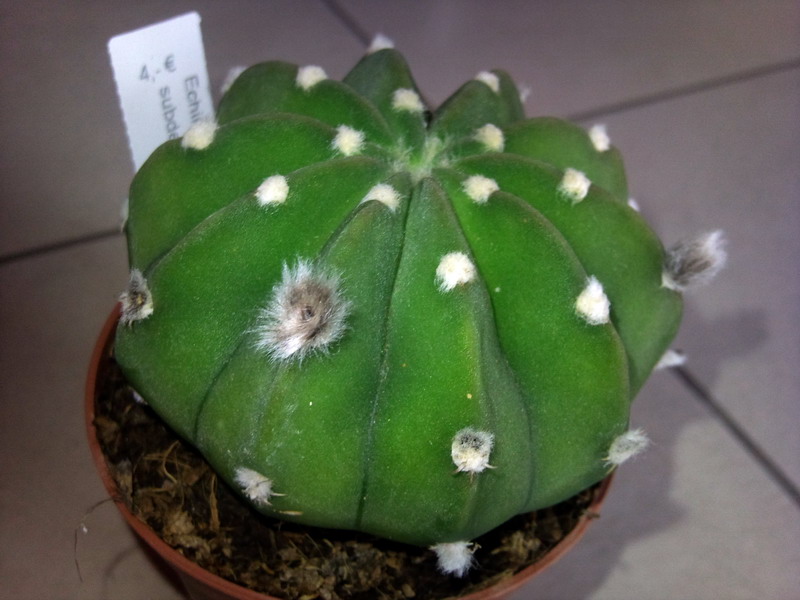 Echinopsis subdenudata 