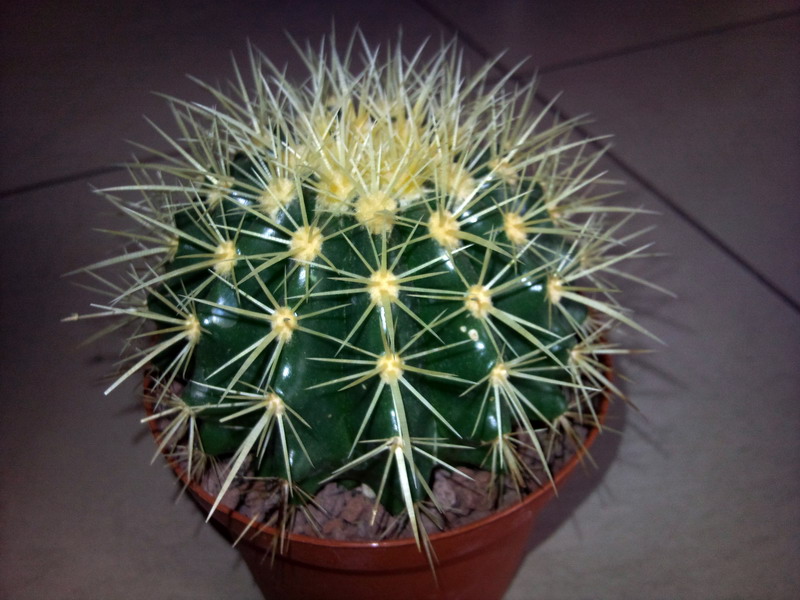 Echinocactus grusonii 