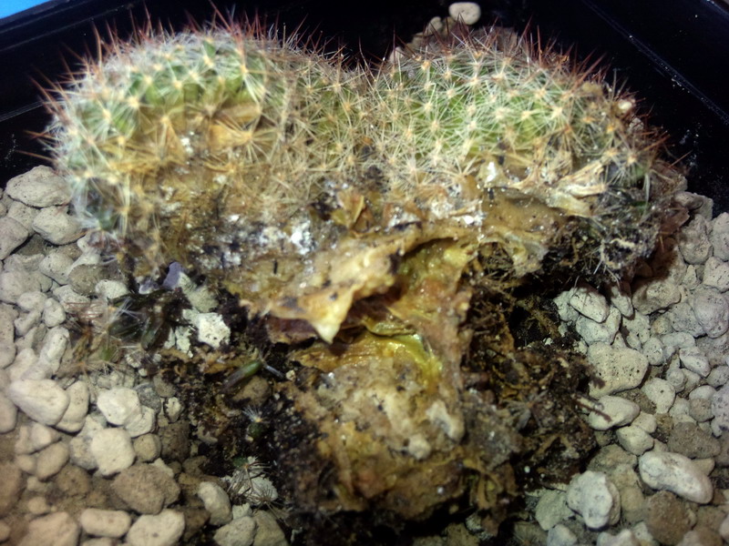 Mammillaria  
