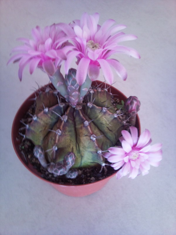 Gymnocalycium mihanovichii v. friedrichii 