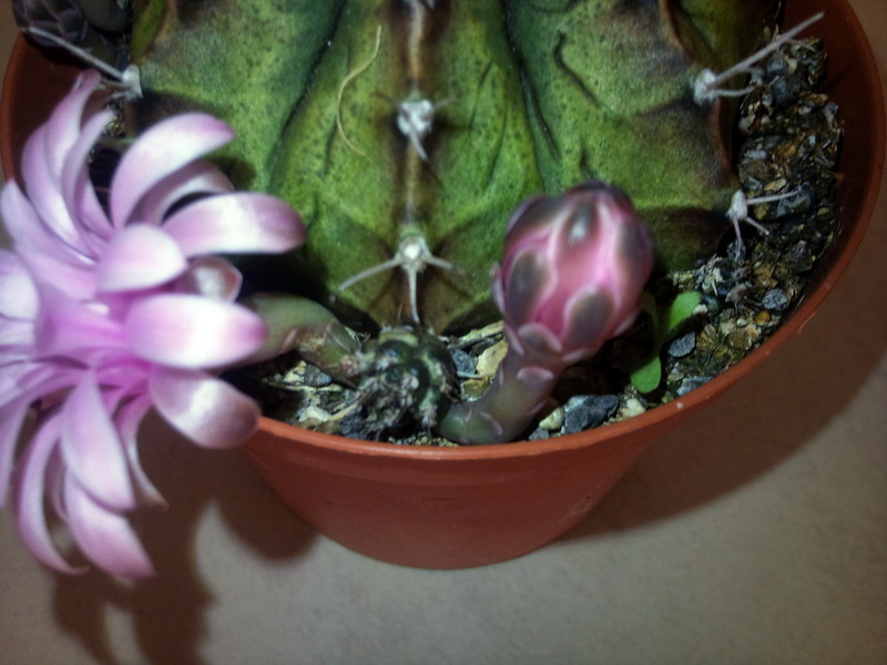 Gymnocalycium mihanovichii v. friedrichii 