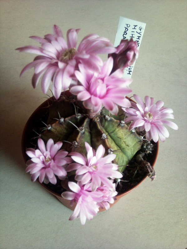 Gymnocalycium mihanovichii v. friedrichii 