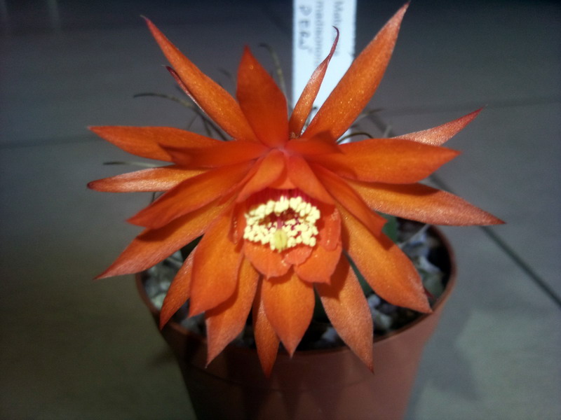 Matucana madisoniorum 