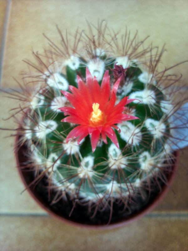 Parodia laui 