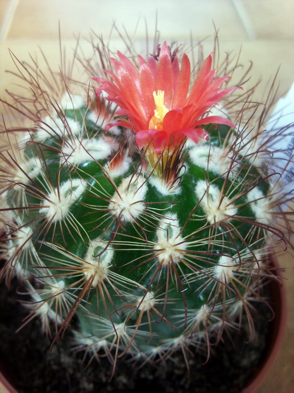 Parodia laui 