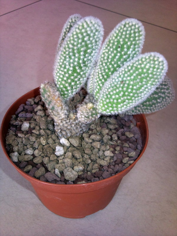 Opuntia microdasys v. albispina 