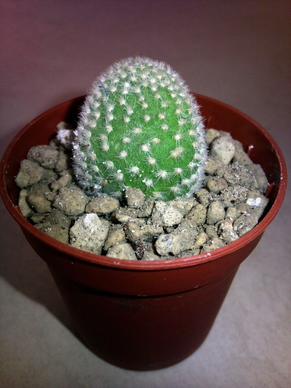 Opuntia microdasys v. albispina 