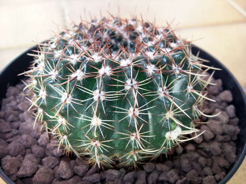 Parodia  