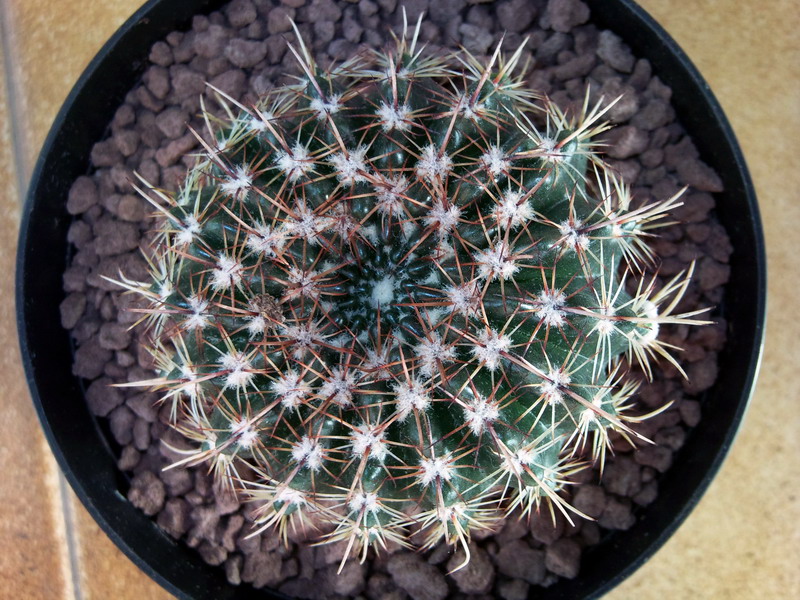 Parodia  