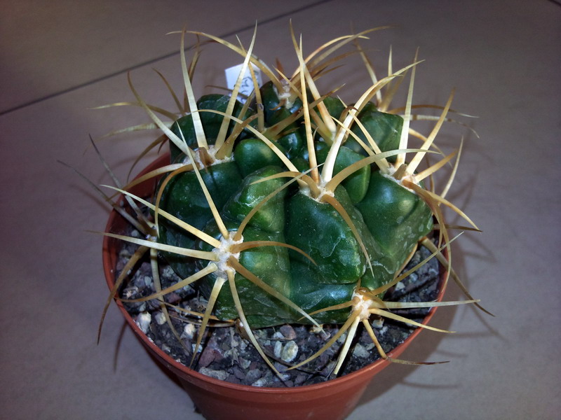 Gymnocalycium multiflorum 