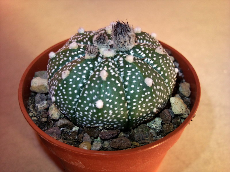 Astrophytum asterias 