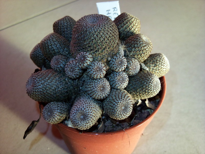 Rebutia heliosa 