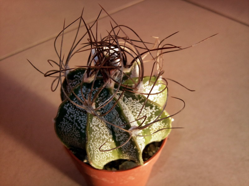 Astrophytum capricorne 