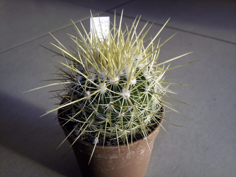 Stenocactus vaupelianus v. albatus 