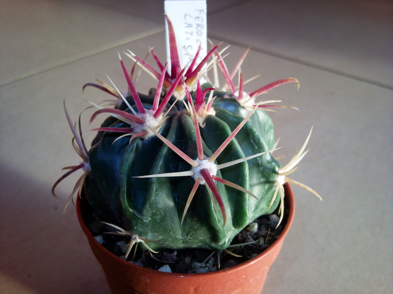 Ferocactus latispinus 