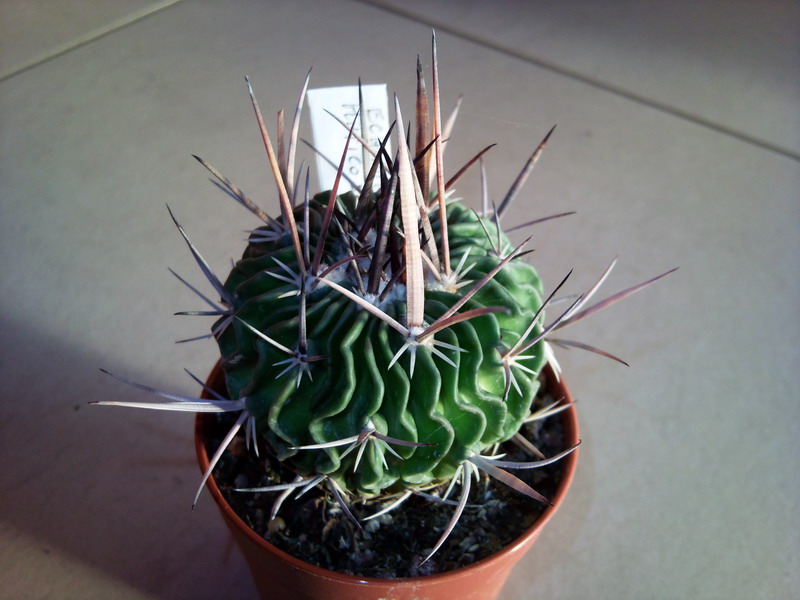 Stenocactus crispatus 