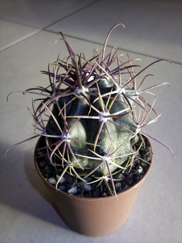 Ferocactus gracilis 