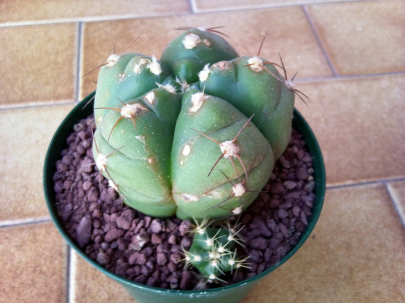 Gymnocalycium horstii 