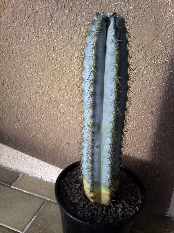 Pilosocereus azureus 