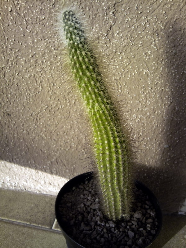 Cleistocactus  