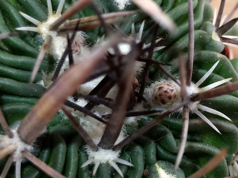 Stenocactus crispatus 