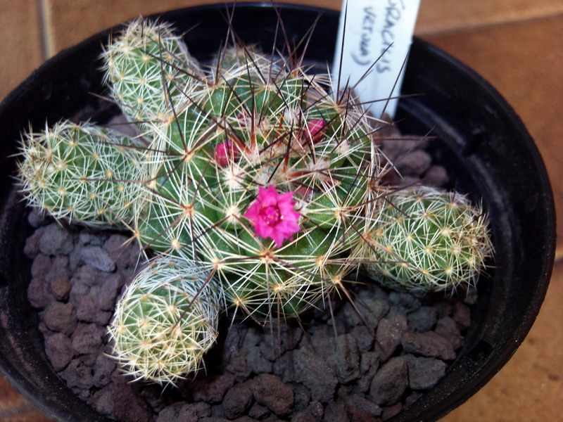 Mammillaria vetula ssp. gracilis 