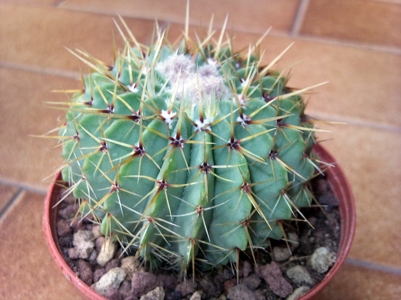 Notocactus buiningii 