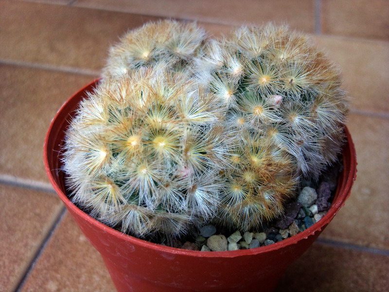 Mammillaria carmenae 