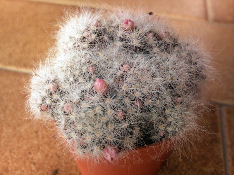 Mammillaria glassii 