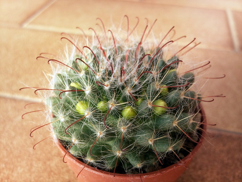 Mammillaria kunzeana 