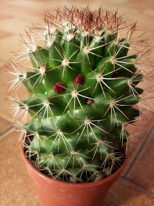 Mammillaria backebergiana 