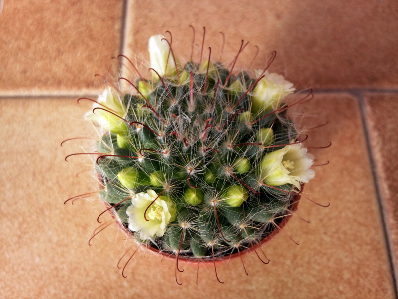 Mammillaria kunzeana 