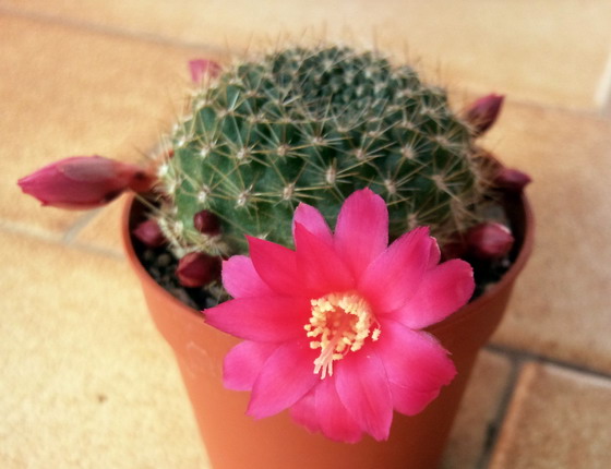 Rebutia violaciflora 