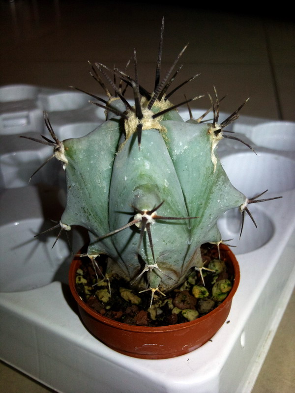 Echinocactus ingens 