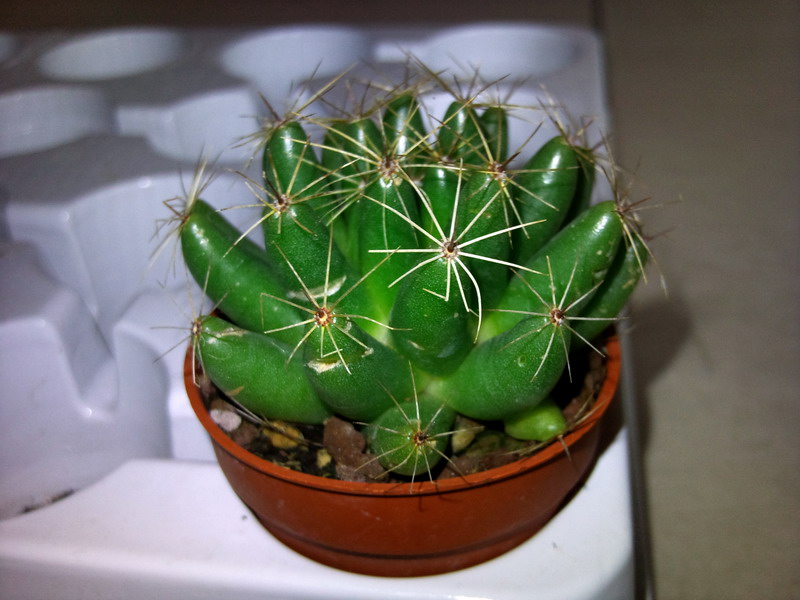 Mammillaria longimamma 