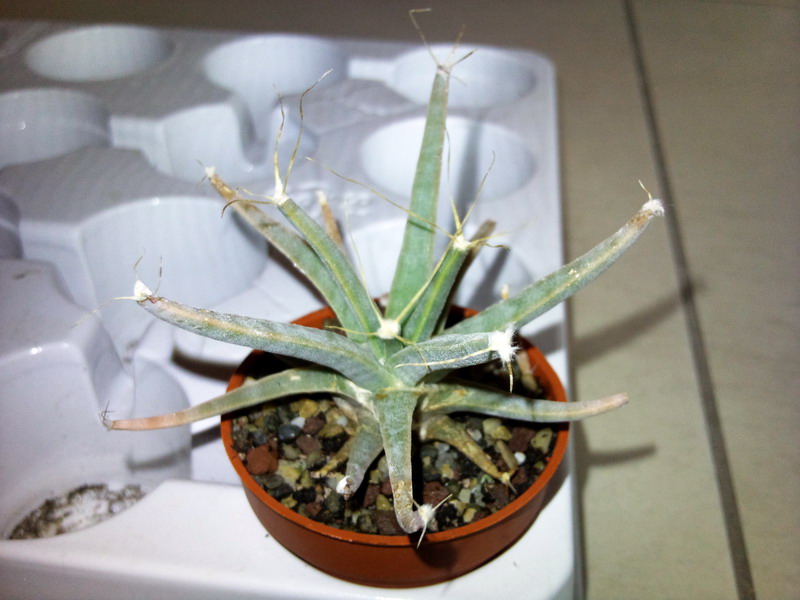 Leuchtenbergia principis 