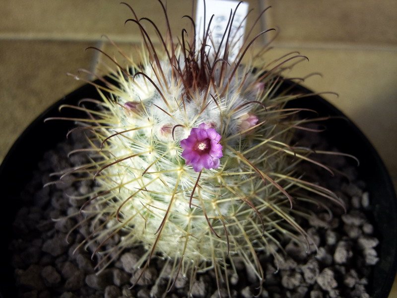 Mammillaria bombycina 