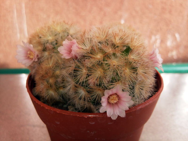 Mammillaria carmenae 