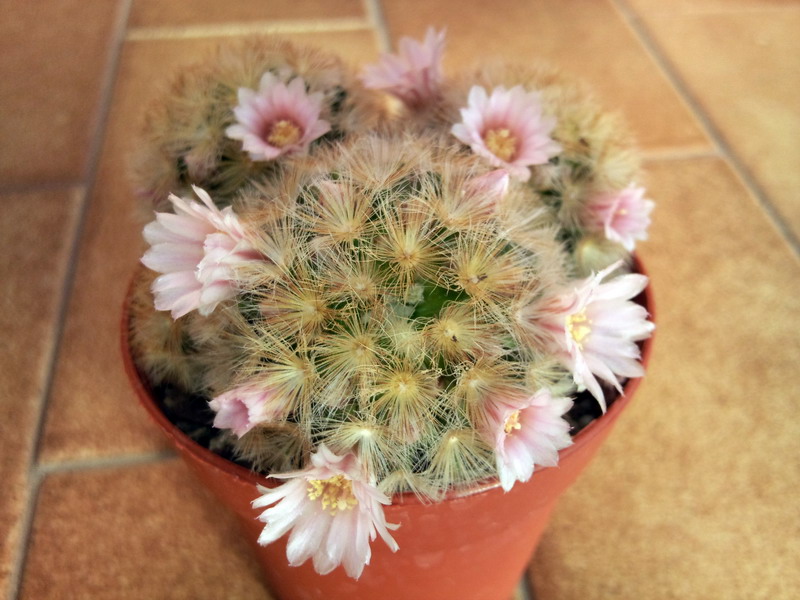 Mammillaria carmenae 